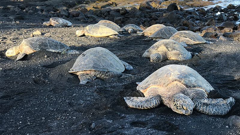 Kona – Big Island, Hawaii