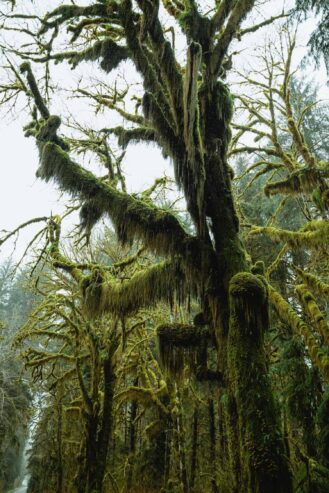 From Seattle – Twilight Forks Washington Tour